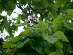 アメリカキササゲ アメリカキササゲ
