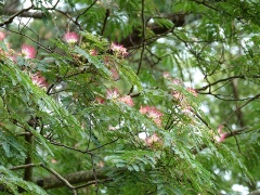 ネムノキの花 ネムノキの花