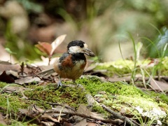 成鳥になりきっていないヤマガラ 成鳥になりきっていないヤマガラ