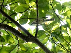 成鳥になりきっていないシジュウカラ 成鳥になりきっていないシジュウカラ