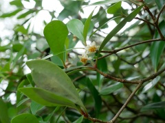 モッコクの花 モッコクの花