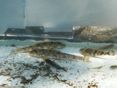 カマツカ、ウツセミカジカ