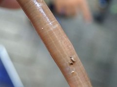 ミミズの体節 ミミズの体節