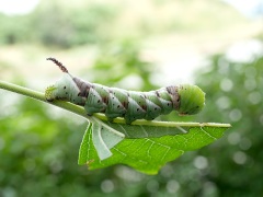 シモフリスズメの幼虫 シモフリスズメの幼虫