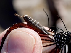 アサギマダラのヘアペンシル