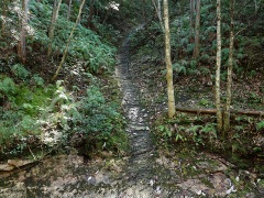 雨樋