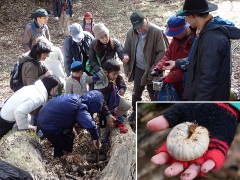 朽木の下で見つけたカブトムシの幼虫 朽木の下で見つけたカブトムシの幼虫