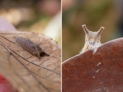 ゴマダラチョウの幼虫 ゴマダラチョウの幼虫