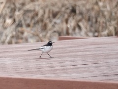 セグロセキレイ