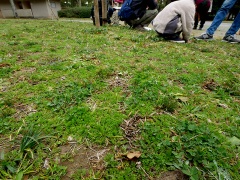 メリケントキンソウ