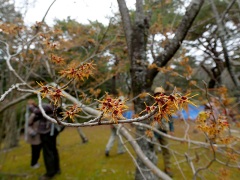 マンサクの花 マンサクの花