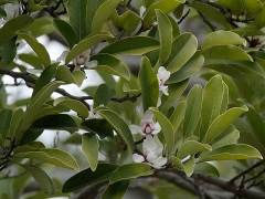 オガタマノキの花