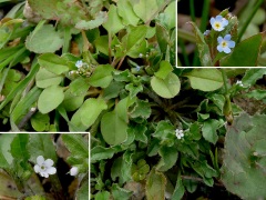 キュウリグサとハナイバナ キュウリグサとハナイバナ
