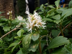フッキソウの花 フッキソウの花