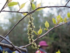 キブシの雌花