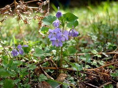 ニオイタチツボスミレ