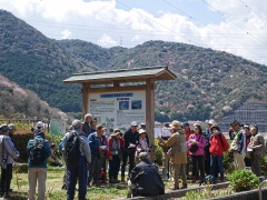 サクラの盗蜜の解説