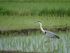 アオサギ アオサギ