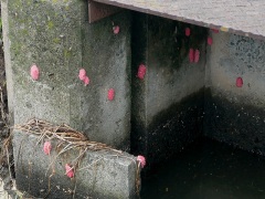 スクミリンゴガイの卵 スクミリンゴガイの卵