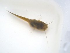 ナマズの幼魚 ナマズの幼魚