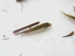 ギンブナの幼魚 ギンブナの幼魚