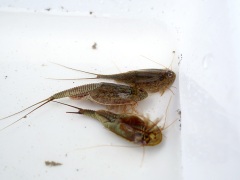 カブトエビ カブトエビ