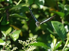 アオスジアゲハ