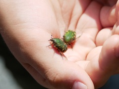 コアオハナムグリ コアオハナムグリ