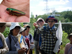 昆虫に詳しい一般参加の方からヤマトタマムシの解説 昆虫に詳しい一般参加の方からヤマトタマムシの解説