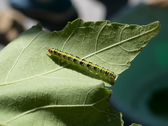 フタトガリコヤガの幼虫