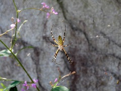 ナガコガネグモ ナガコガネグモ