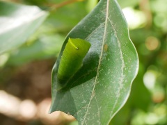 アオスジアゲハの蛹