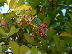 サンゴジュの果実