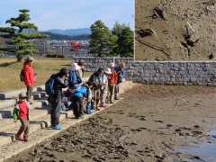 アオサギとセキレイの足跡を観察