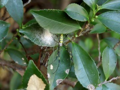 ジョロウグモの卵嚢