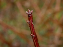 ニシキギの冬芽