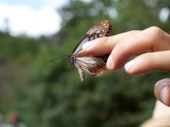 アサギマダラ アサギマダラ