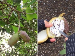 ミツバアケビの果実 ミツバアケビの果実