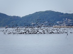 カワウの大群 カワウの大群