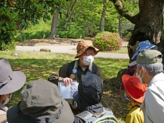 カワラヒワの解説