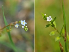 キュウリグサとハナイバナ キュウリグサとハナイバナ