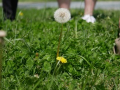 綿毛の高さが花より高いセイヨウタンポポ 綿毛の高さが花より高いセイヨウタンポポ