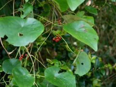 ハスノハカズラ