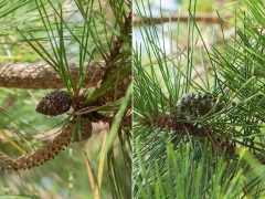 マツボックリの1年目、2年目