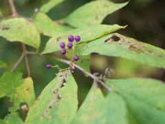 ムラサキシキブ