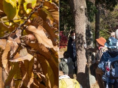 クヌギの解説とクヌギのドングリ クヌギの解説とクヌギのドングリ