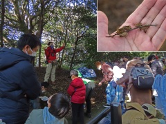 ムササビの解説とムササビの食痕 ムササビの解説とムササビの食痕