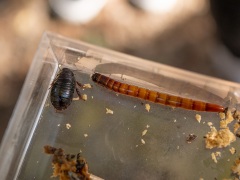 オオゴキブリとゴミムシダマシの幼虫 オオゴキブリとゴミムシダマシの幼虫