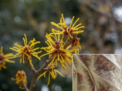 シナマンサクの花と葉の裏 シナマンサクの花と葉の裏