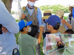 オオスズメバチを観察 オオスズメバチを観察